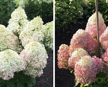 Гортензия метельчатая Роял Фловер  (Hydrangea  Royal Flower) С3