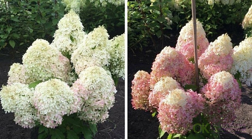 Гортензия метельчатая Роял Фловер  (Hydrangea  Royal Flower) С3