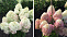 Гортензия метельчатая Роял Фловер  (Hydrangea  Royal Flower) С3