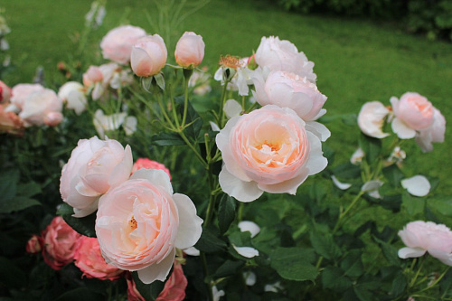 Роза англ. Херитейдж (Heritage)