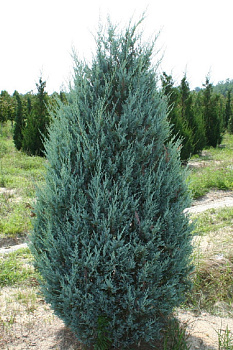 Можжевельник скальный Мунглоу (Juniperus scoр. Moonglow) С5 50-60см 