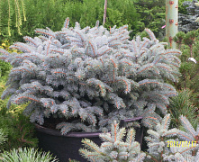 Ель колючая Глаука Глобоза (Picea pungens Glauca Globosa) С18 40-50 см В
