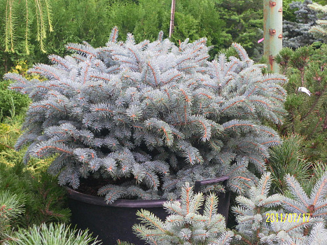 Ель колючая Глаука Глобоза (Picea pungens Glauca Globosa) С18 40-50 см В