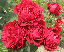 Роза кустовая 4х ветров (des 4 vent)
