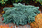 Можжевельник чешуйчатый Блю Стар (Juniperus squamata Blue Star) C7.5 20-30 