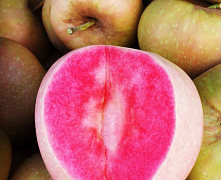 Яблоня Моттс Пинк (Mott's Pink) (красная мякоть)
