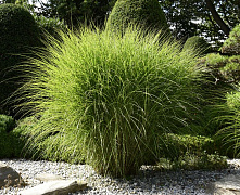 Мискантус китайский Гигантский (Miscanthus sinensis Gracillimus) С4