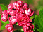 Боярышник колючий «Пол Скарлет» (Crataegus laevigata “Paul`s Scarlet”) 2,5м-3м