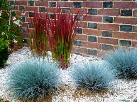 Овсяница сизая (Festuca glauca Festina) 