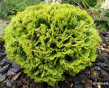 Туя западная Мириам (Thuja occ. Mirjam) С7.5 30-40см В
