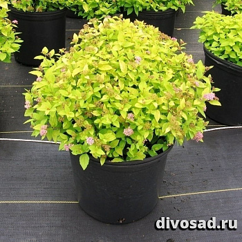 Спирея японская Голдмаунд (Spiraea japonica Goldmound) С3