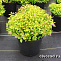 Спирея японская Голдмаунд (Spiraea japonica Goldmound) С3