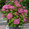 Гортензия древовидная Пинк Анабель (Hydrangea arborescens Annabelle) С5 40-60 см