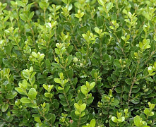 Самшит вечнозелёный (Buxus sempervirens) 25-30 см В