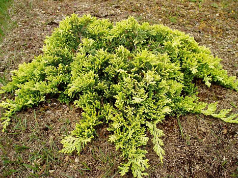 Можжевельник горизонтальный Голден Карпет (Juniperus hor. Golden Carpet) С2 