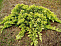 Можжевельник горизонтальный Голден Карпет (Juniperus hor. Golden Carpet) С2 