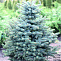 Ель колючая Глаука (Picea pungens Glauca) 30-50 В