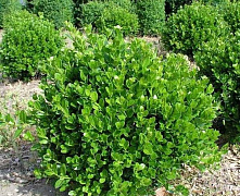 Самшит вечнозеленый (Buxus sempervirens) С10 
