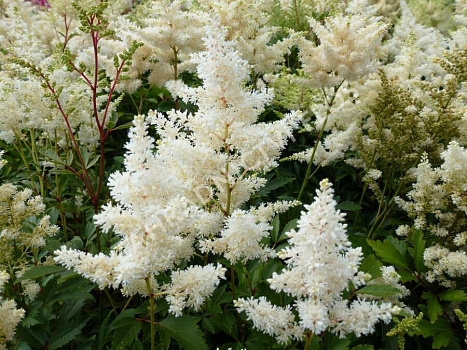 Астильба Арендса Астари Уайт (Astilbe arendsii Astary White) Р9