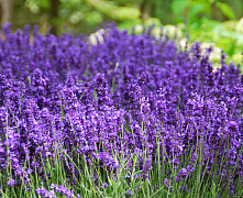 Лаванда узколистная Хидкот (Lavandula angustifolia Hidcote Blue Strain) Р9 П