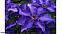 Клематис Президент (Clematis The President) С2