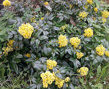 Магония падуболистная (Mahonia aquifolium) 30-50 см А