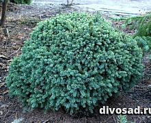 Ель канадская Эхиниформис (Picea gl. Echiniformis) C5 20-30 см А