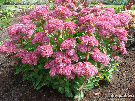 Очиток видный Карл (Sedum spectabile Carl) р9