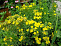 Лапчатка кустарниковая Кобольд (Potentilla fruticosa Kobold) 25-40 С3