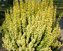Барбарис тунберга Мария (Berberis thunbergii Maria) С2 