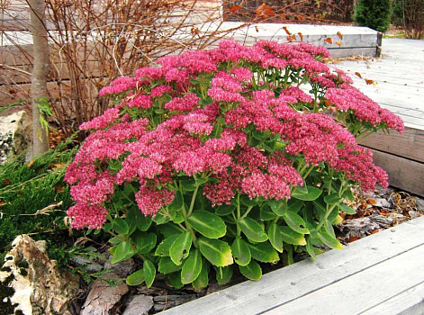 Очиток видный Карл (Sedum spectabile Carl) С2