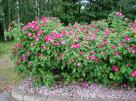 Шиповник/Роза ругоза Рубра (Rosa rugosa Rubra) 40-60 см 2/3 вет. А