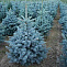 Ель колючая Супер Блю Сидлинг (Picea pungens Super Blue)  60-80см