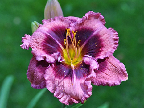 Лилейник Макбет (Hemerocallis 'Macbeth")