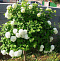 Калина обыкновенная Розеум (Viburnum opulus Roseum) С10 2-3 ветки, 60-100см