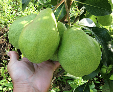 Груша Августовская роса (летняя)