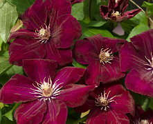 Клематис Руж Кардинал (Clematis Rouge Cardinal) р9