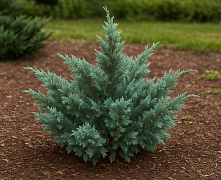 Можжевельник китайский Блю Альпс (Juniperus chin. Blue Alps) 80-100