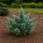 Можжевельник китайский Блю Альпс (Juniperus chin. Blue Alps) 80-100