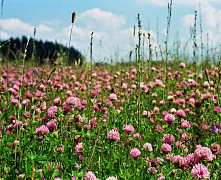Клевер красный (500г)