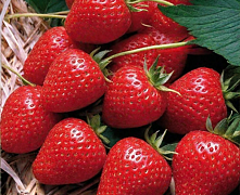 Земляника садовая (клубника) в ассортименте р9