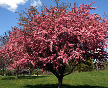 Яблоня декоративная Рудольф (Malus Rudolph) С5 100-125 см