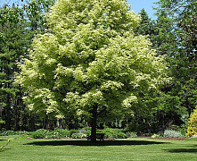 Клен остролистный Друммонди (Acer platanoides Drummondii) 1м