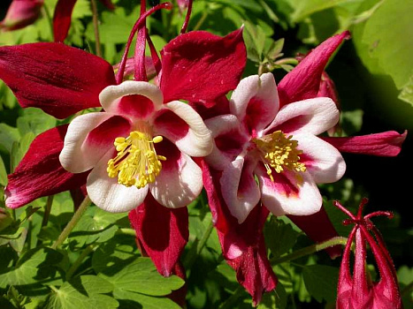 Аквилегия обыкновенная Кримсон Стар (Aquilegia vulgaris Crimson Star) р9