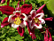 Аквилегия обыкновенная Кримсон Стар (Aquilegia vulgaris Crimson Star) р9