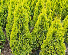 Туя западная Голден Смарагд (Thuja occ. Golden Smaragd) 20-25 см С3 П