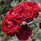 Роза спрей  красный Таманго (Tamango)