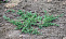 Можжевельник горизонтальный Вилтони (Juniperus hor. Wiltonii) C3 30-40 см К