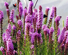 Лиатрис колосковый Кобольд (Liatris spicata Kobold)