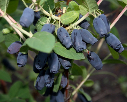 Жимолость Голубое веретено С2